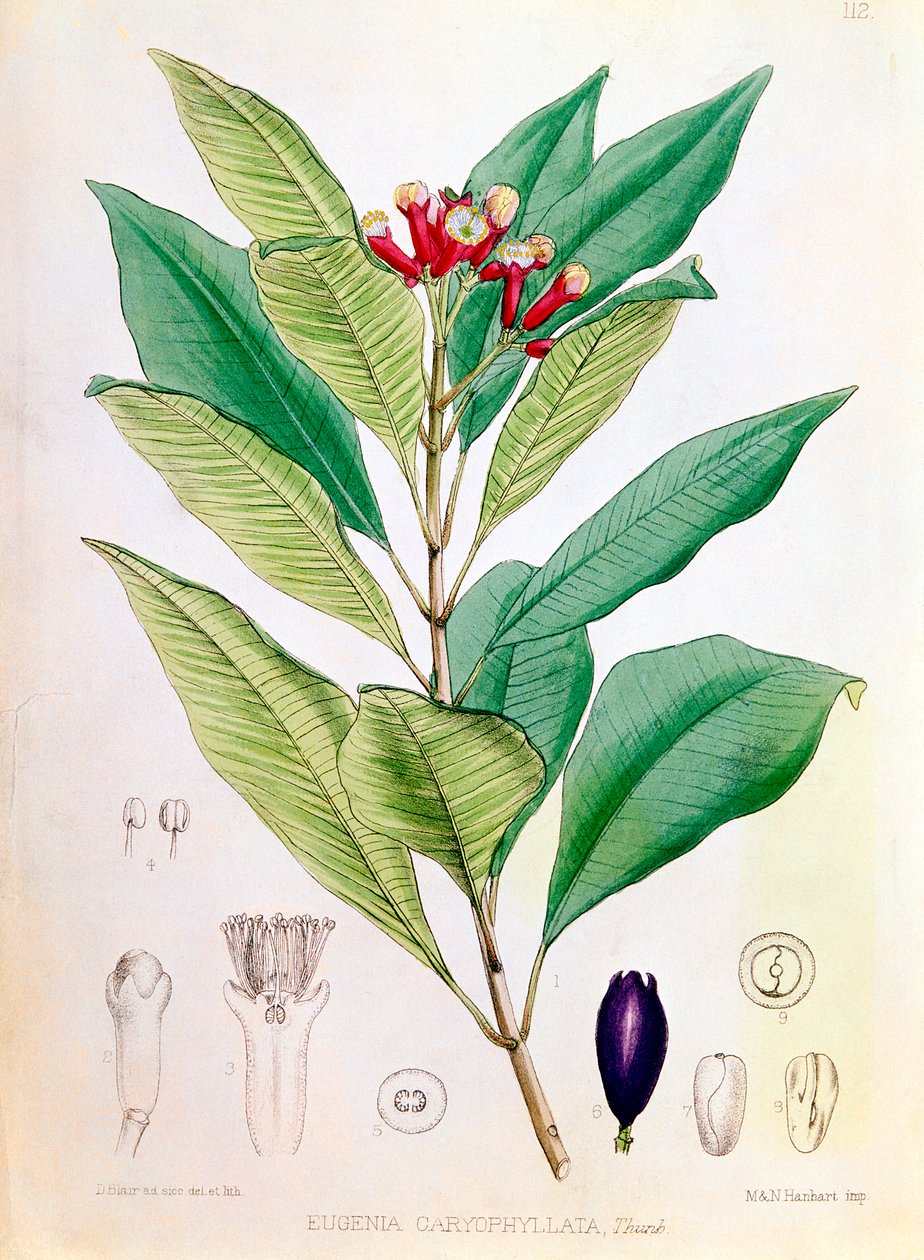القرنفل ، برعم زهرة من Syzygium aromaticum Eugenia carophyllata بواسطة دي بلير