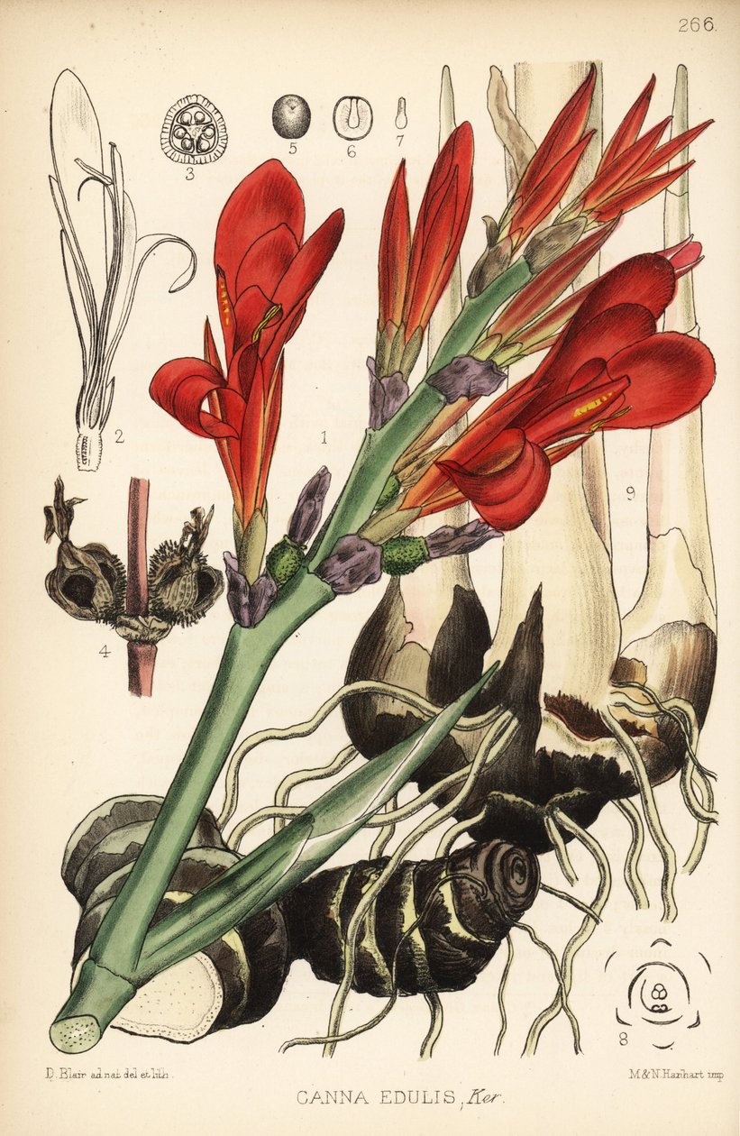 تسديدة هندية ، أشيرا أو ميرو ، كان إنديكا (Canna edulis). الطباعة الحجرية الملونة يدويًا بواسطة هانهارت بعد رسم نباتي لديفيد بلير من روبرت بنتلي والنباتات الطبية لهنري تريمين ، لندن بواسطة د. بلير