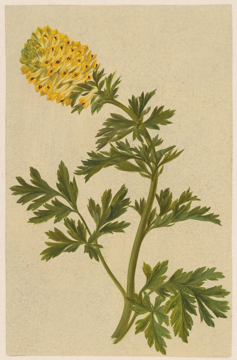 غصين مع زهرة Corydalis بواسطة دي فان ألفين
