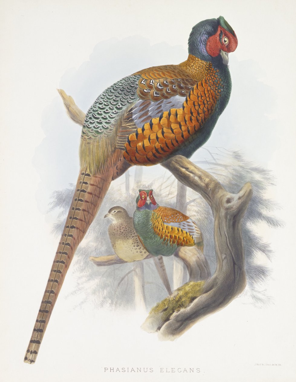 Phasianus Elegans (Elegant Pheasant) ، 1870-1872 بواسطة دانيال جيرو إليوت