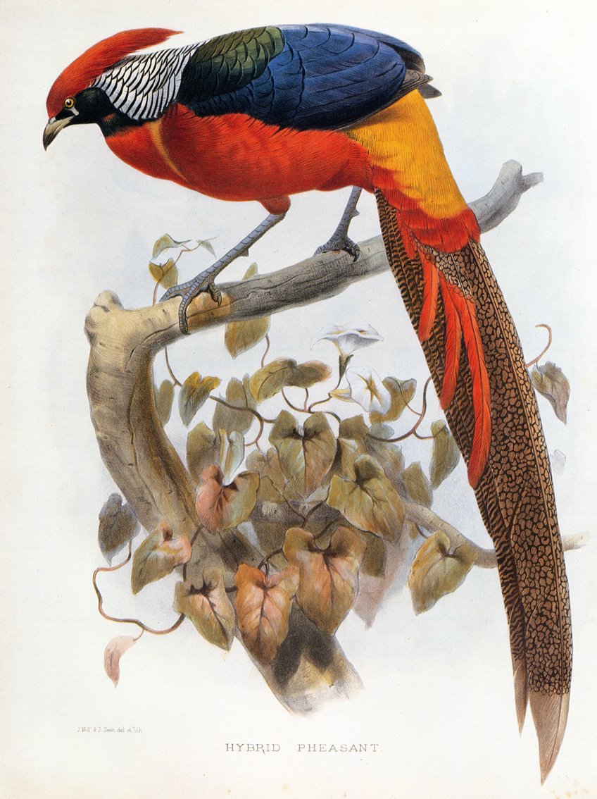 الدراج الهجين Chrysolophus pictus Chrysolophus amherstiae بواسطة دانيال جيرو إليوت
