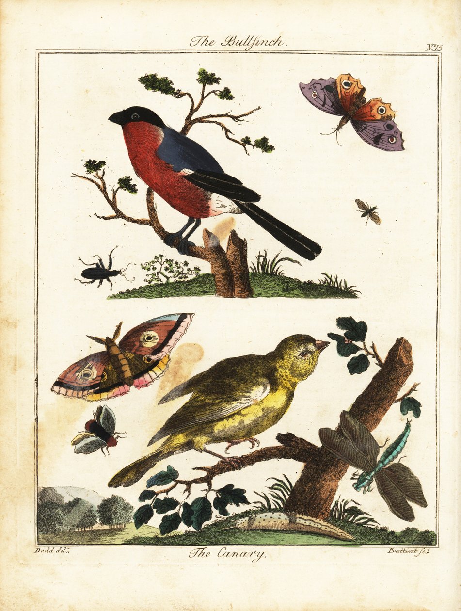 Bullfinch ، الكناري ، الفراشة ، العثة ، إلخ. 1792 (نقش) بواسطة دانيال (بعد) دود