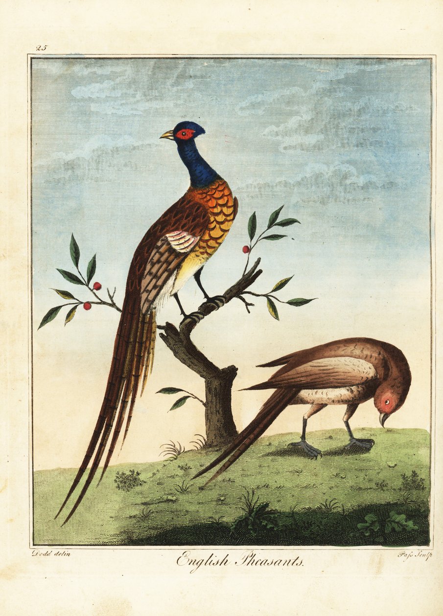 الدراجين الإنجليزية ، ذكورا وإناثا. 1792 (نقش) بواسطة دانيال (بعد) دود