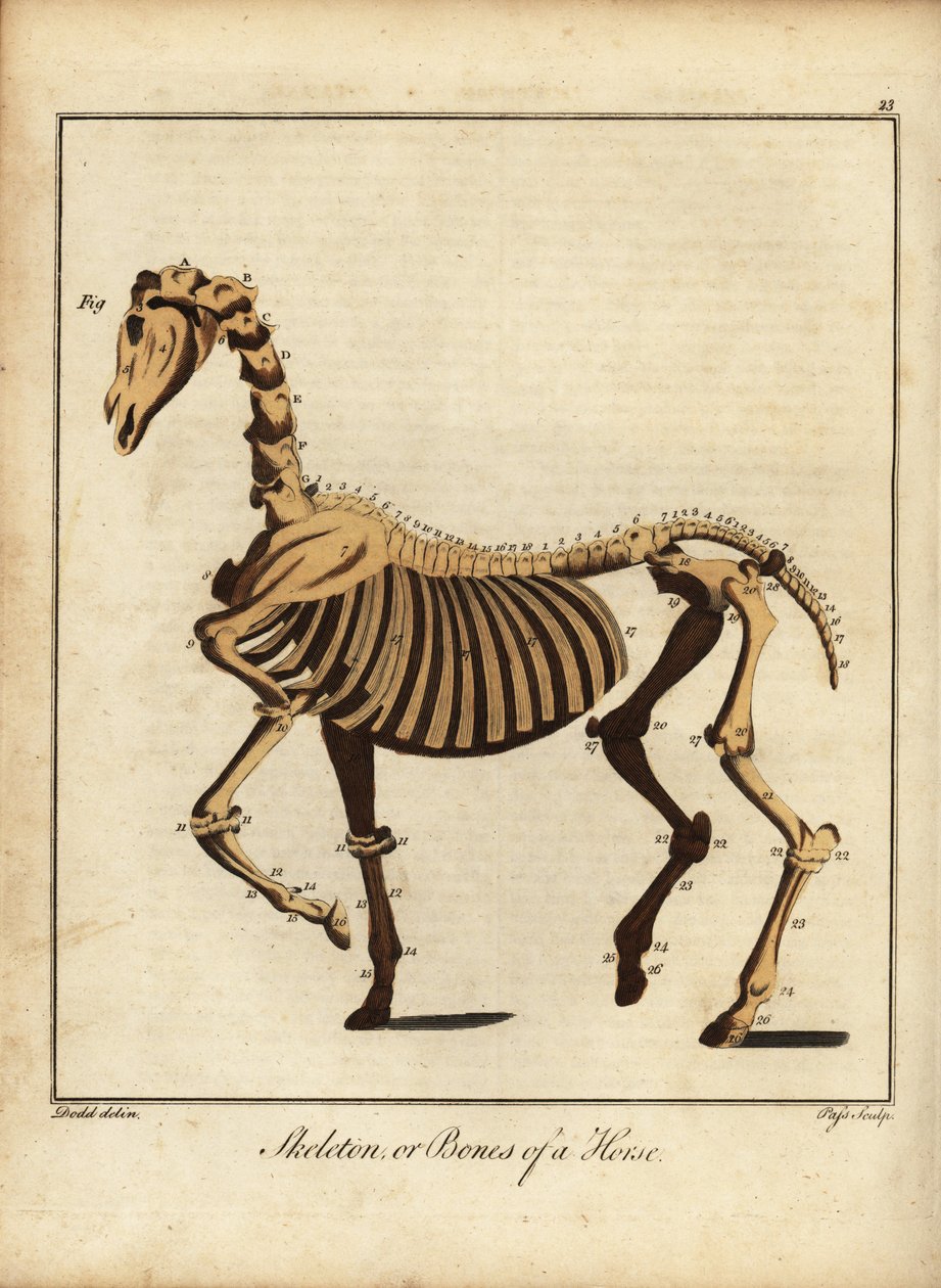 الهيكل العظمي أو العظام للحصان. 1792 (نقش) بواسطة دانيال (بعد) دود