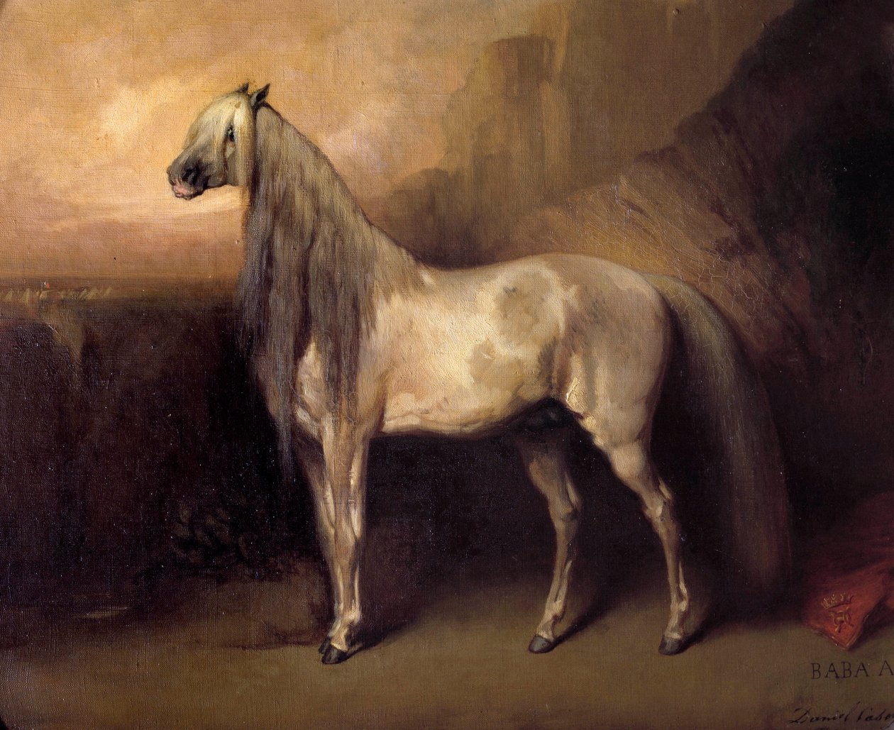 بابا علي ، الحصان العربي للجنرال هنري أورليانز ، دوق أومالي (1822-1897) لوحة دانيال كيسي (؟ -1885) 1852 صن. 0،49 × 0.6 م شانتيلي ، متحف كوندي بواسطة دانيال كيسي