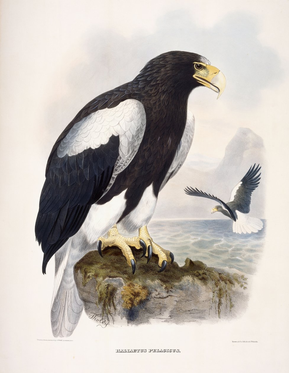 Haliaetus Pelagicus بواسطة دانيال جيرارد إليوت