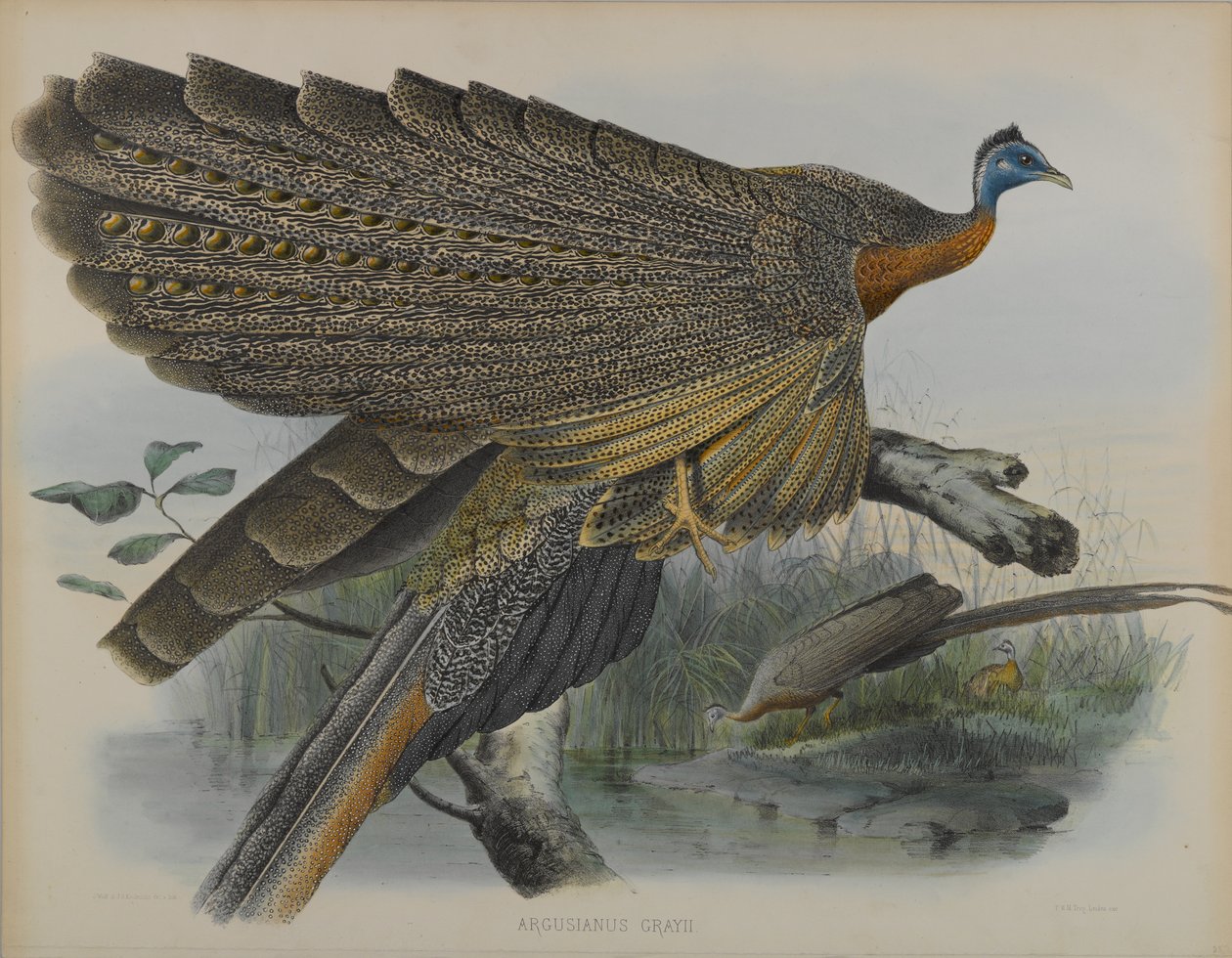 Argusianus Grayii (لون ليثو) بواسطة دانيال جيرو وجولد جون إليوت