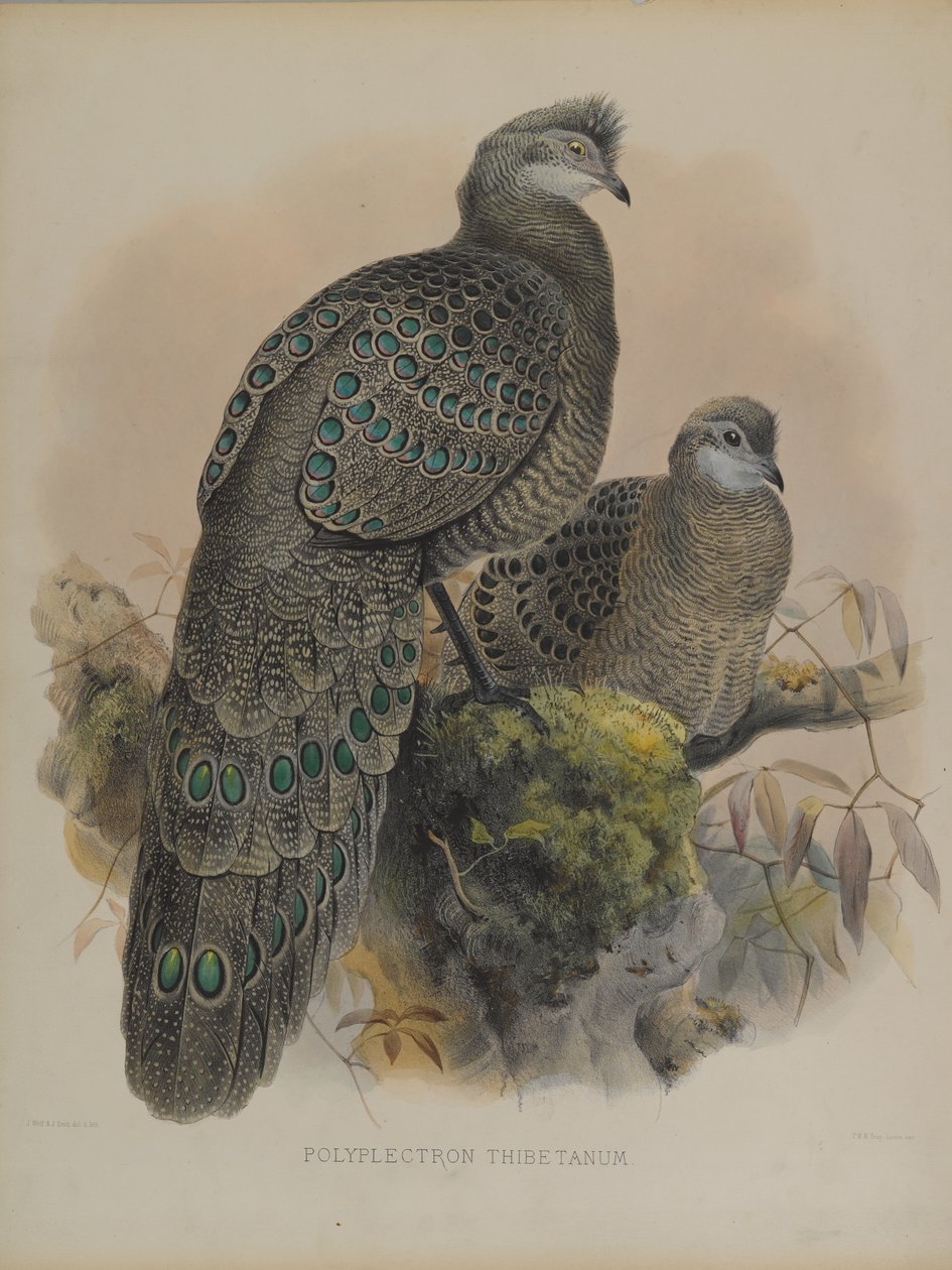 Polyplectron Tibetanum (لون ليثو) بواسطة دانيال جيرو وجولد جون إليوت