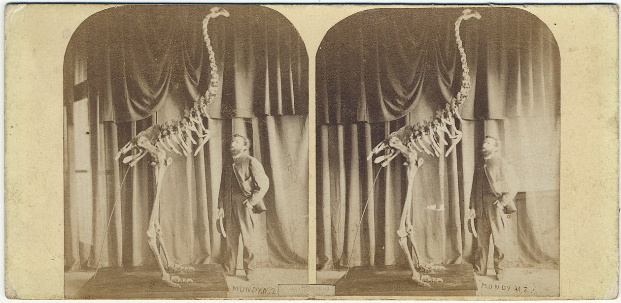 جوليوس فون هاست وموا ، متحف كانتربري ، c.1867 (طباعة ألبوم) بواسطة 