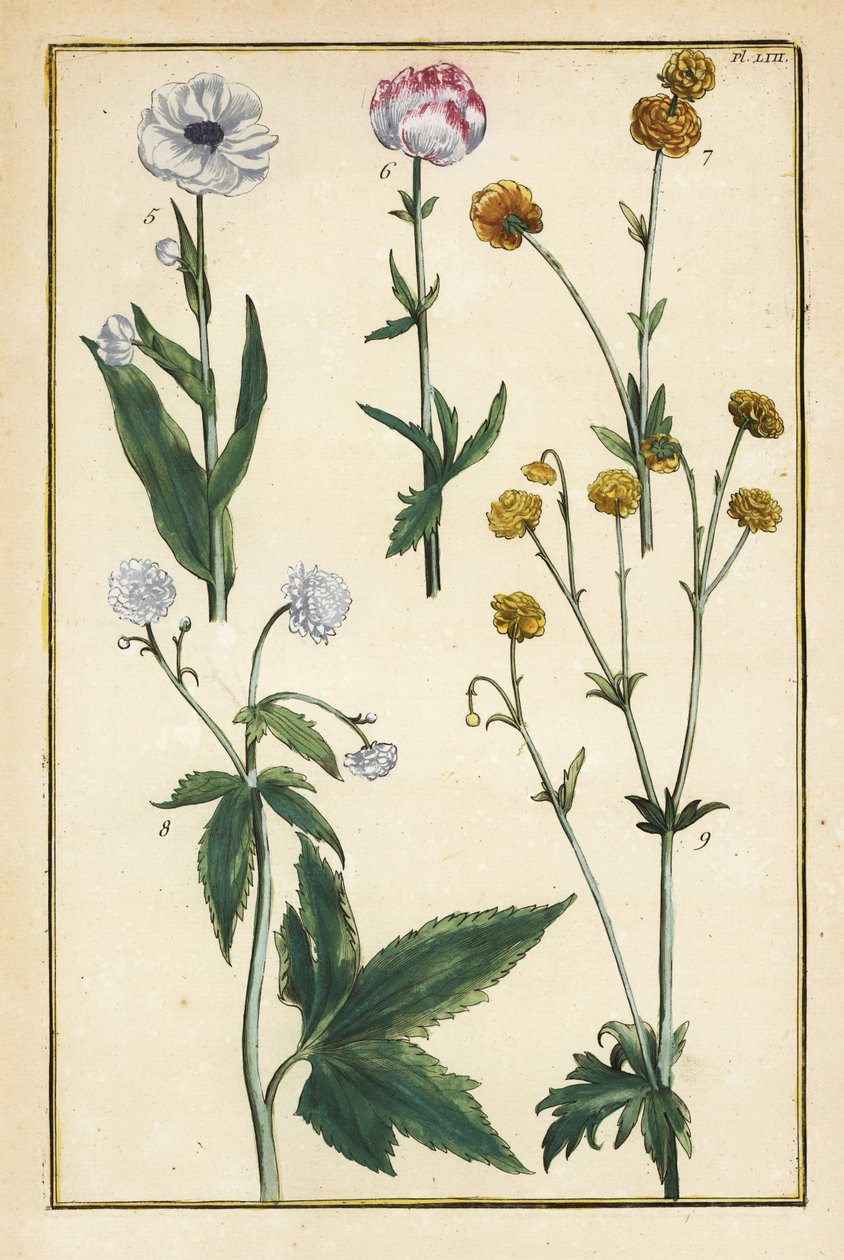 زهرة الكرة الأرضية ، Trollius europaeus ، وأنواع أخرى من الحوذان ، Ranunculus glacialis ، إلخ بواسطة دانيال رابيل