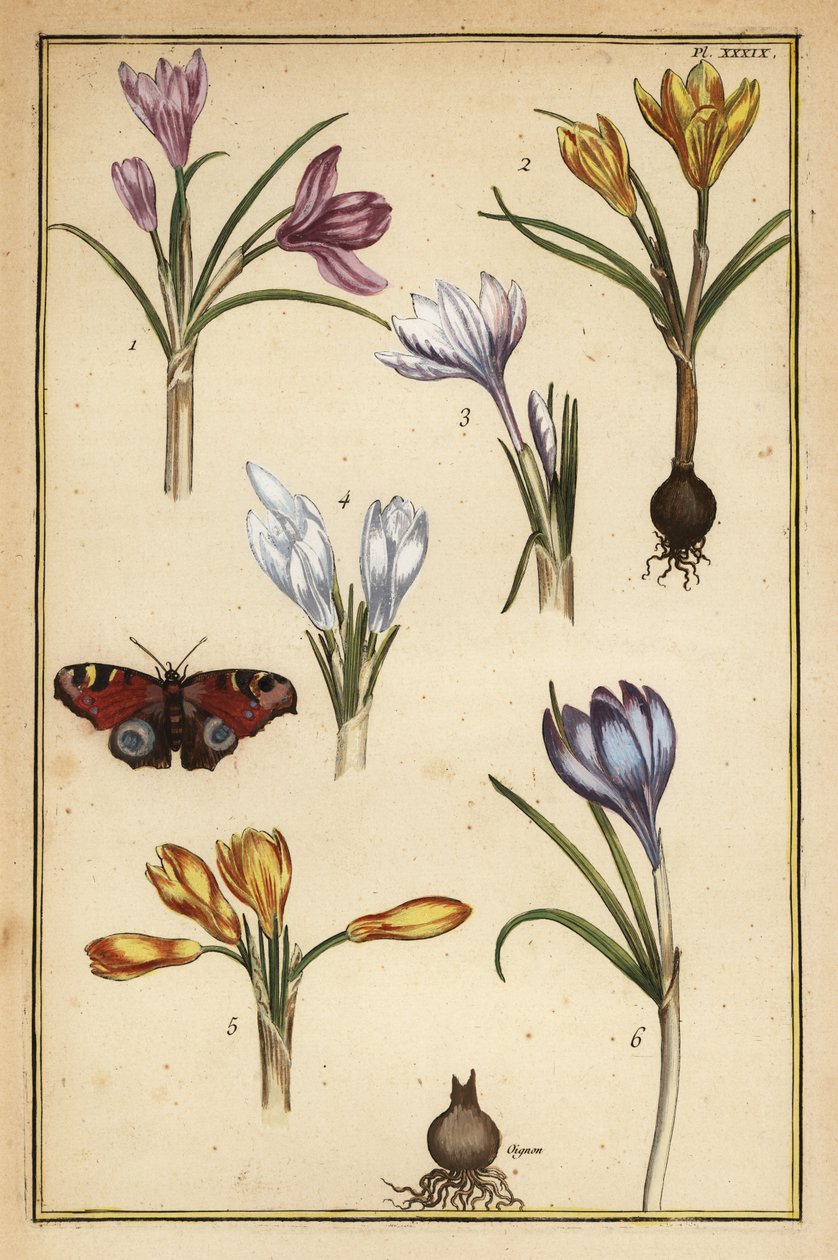 زعفران الربيع ، Crocus vernus ، وفراشة الطاووس الأوروبية ، Aglais io بواسطة دانيال رابيل