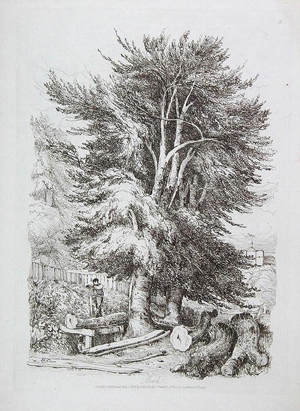 خشب الزان 18 ، رسم توضيحي من الدروس التقدمية على المناظر الطبيعية للمبتدئين الصغار ، 1816 (الحفر الناعم) بواسطة ديفيد كوكس