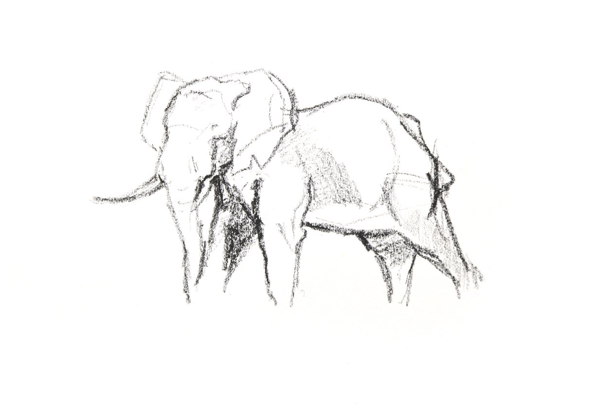 Bull Elephant، 2021 (قلم تلوين على ورق) بواسطة ديفيد ماير