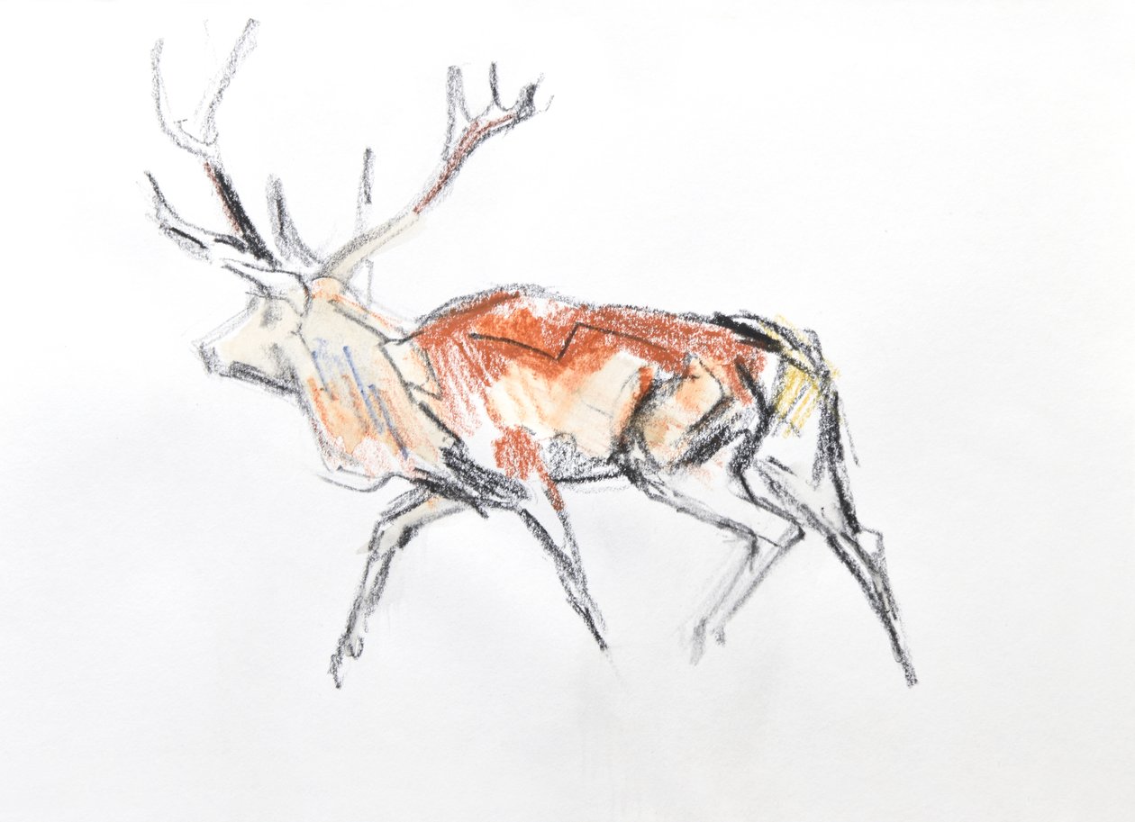 Red Deer Stag، 2020 (ألوان مائية على ورق) بواسطة ديفيد ماير