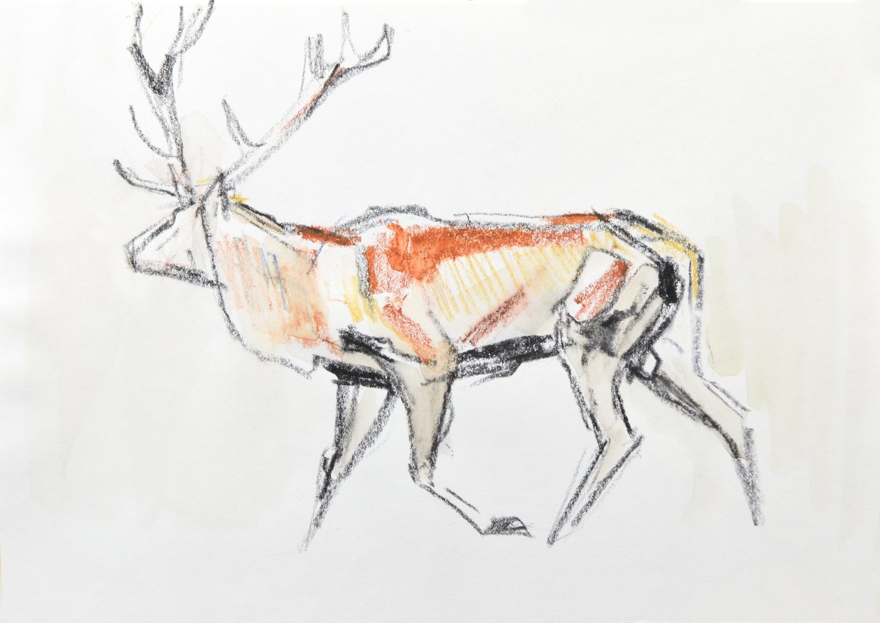 Red Deer Stag، 2020 (ألوان مائية على ورق) بواسطة ديفيد ماير