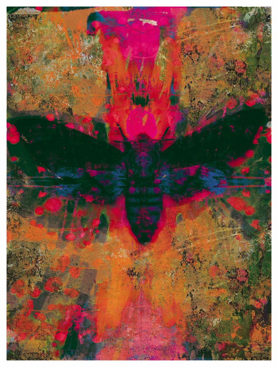 Death Moth Collage, 2016 (Collage on Paper) بواسطة ديفيد ماكونوتشي