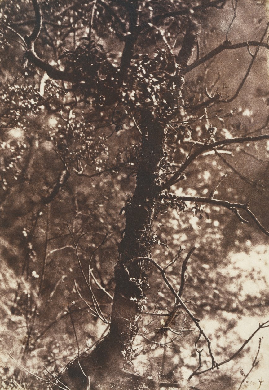 The Fairy Tree at Colinton ، 1846. المؤلفون: ديفيد أوكتافيوس هيل ، روبرت أدامسون ، هيل وآدامسون. بواسطة هيل وآدامسون