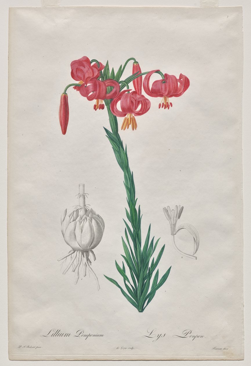 Lillium Pomponium (Turban Lily) ، اللوحة 7 من Les Liliacées بواسطة دي جوي