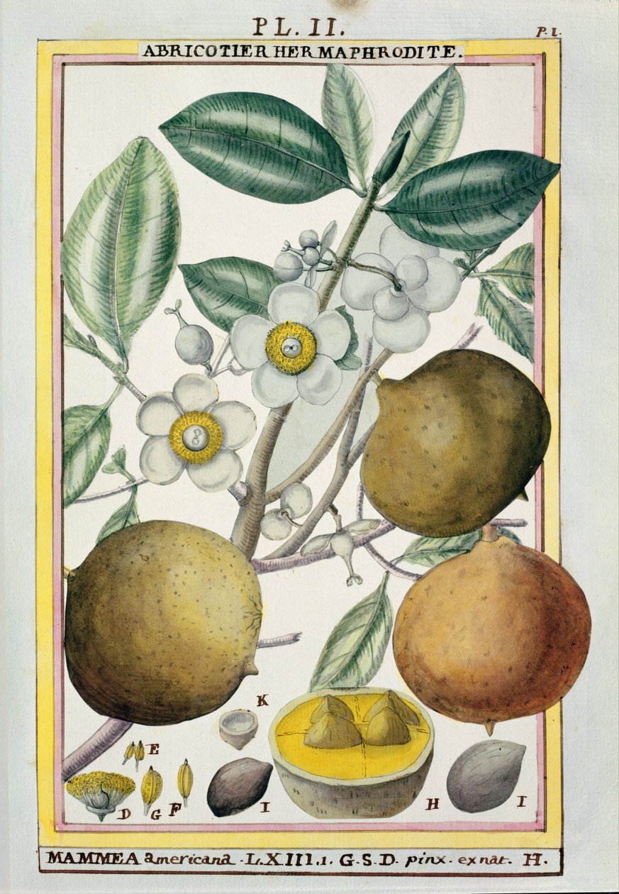 شجرة المشمش Hermaphrodite ، من "Florindie ou Historie physico-economique des vegetaux de la Torride" ، 1789 بواسطة Delahaye