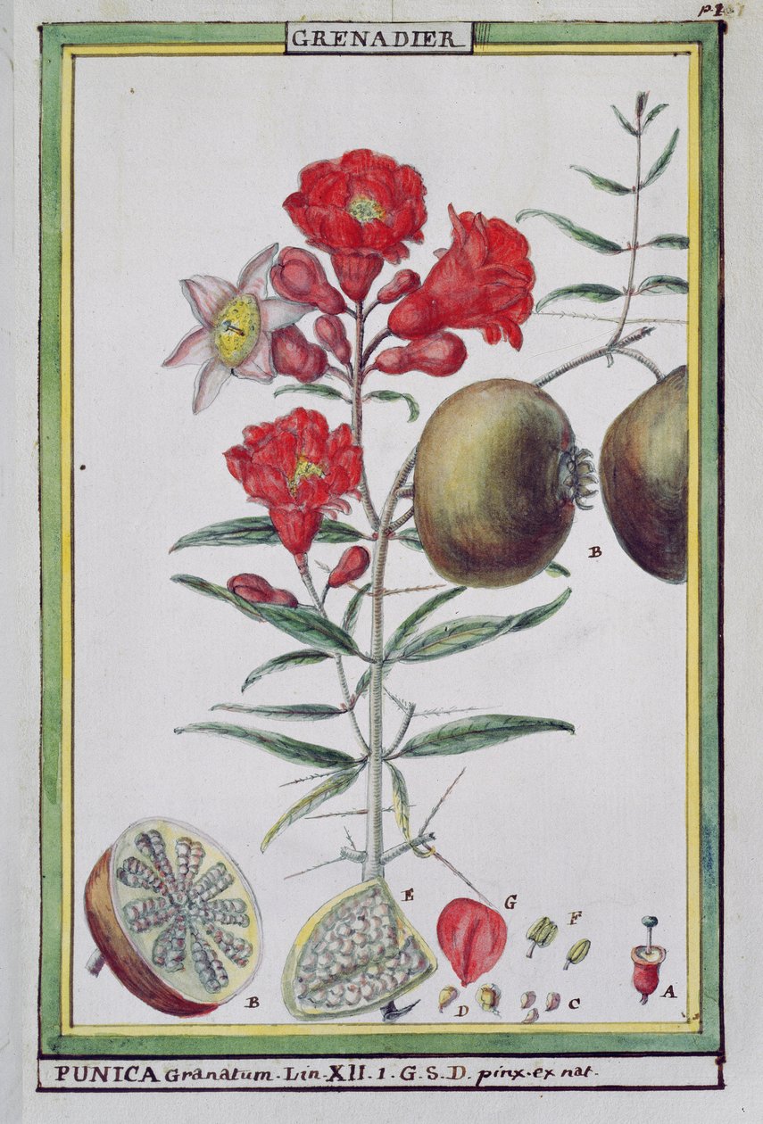 شجرة الرمان ، من Florindie أو التاريخ الفيزيائي الاقتصادي للنباتات الساخنة ، 1789 بواسطة Delahaye