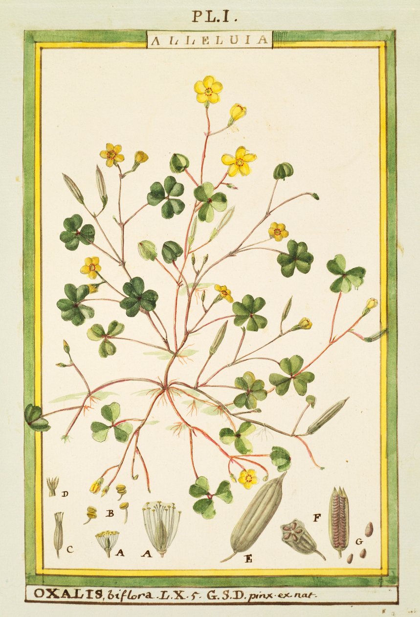 حوذان برمودا (Oxalis biflora أو pes-caprae) ، ألوان مائية بواسطة Delahaye بواسطة ديلاهاي ديلاهاي