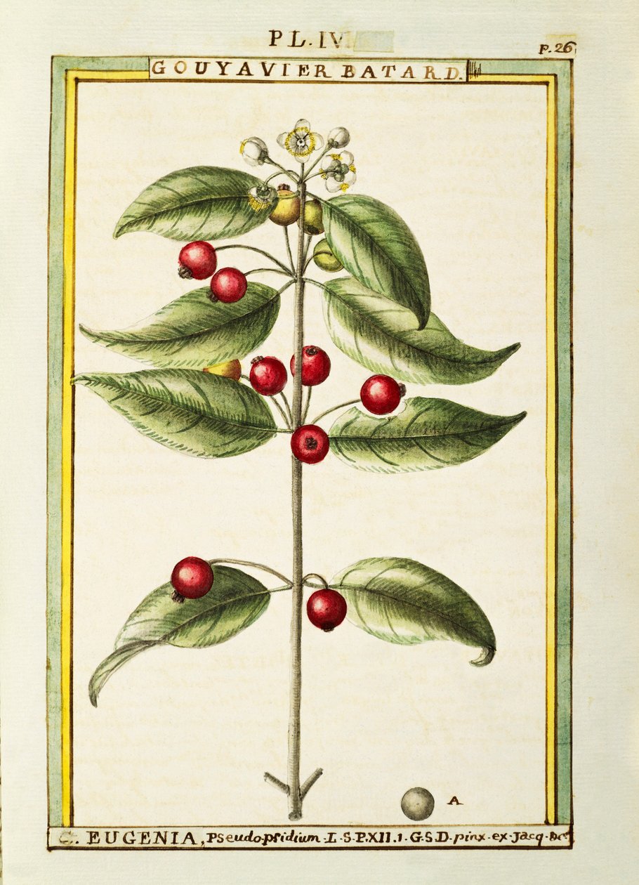 فرشاة الكرز (Eugenia pseudo-pridium) ، ألوان مائية بواسطة Delahaye بواسطة ديلاهاي ديلاهاي