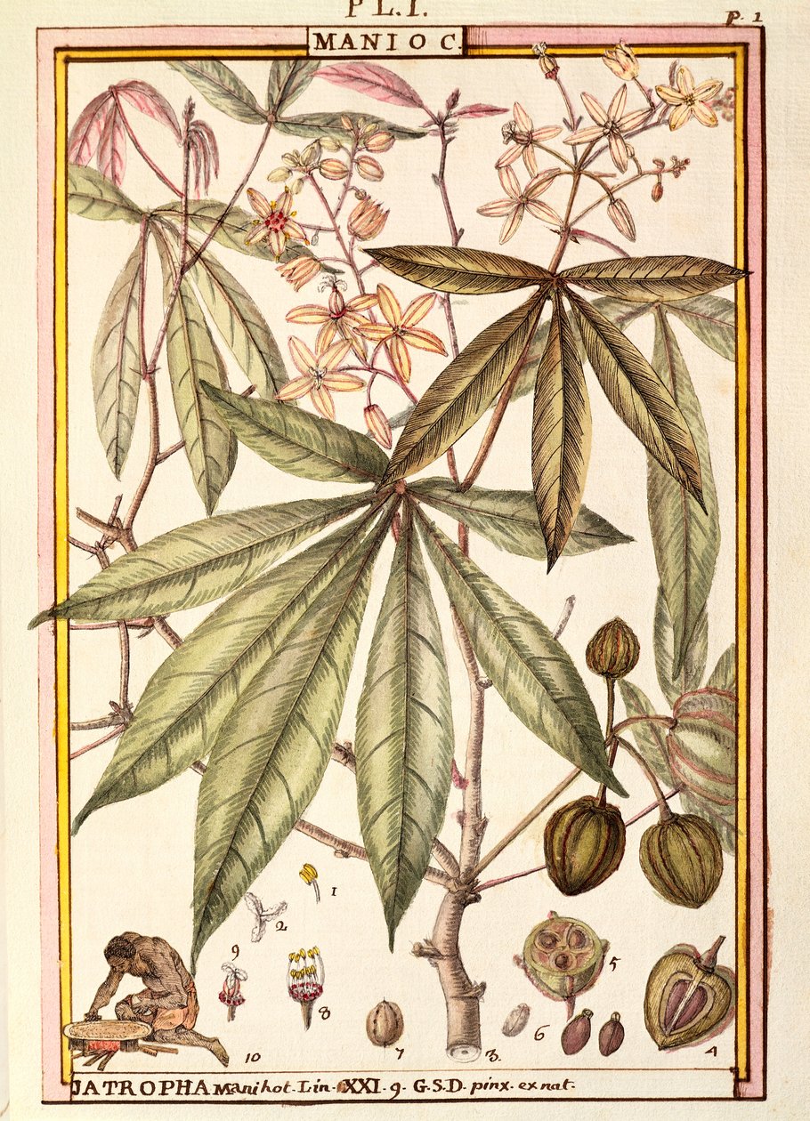 Cassava (Jatropha manihot), by Delahaye, watercolour بواسطة ديلاهاي ديلاهاي