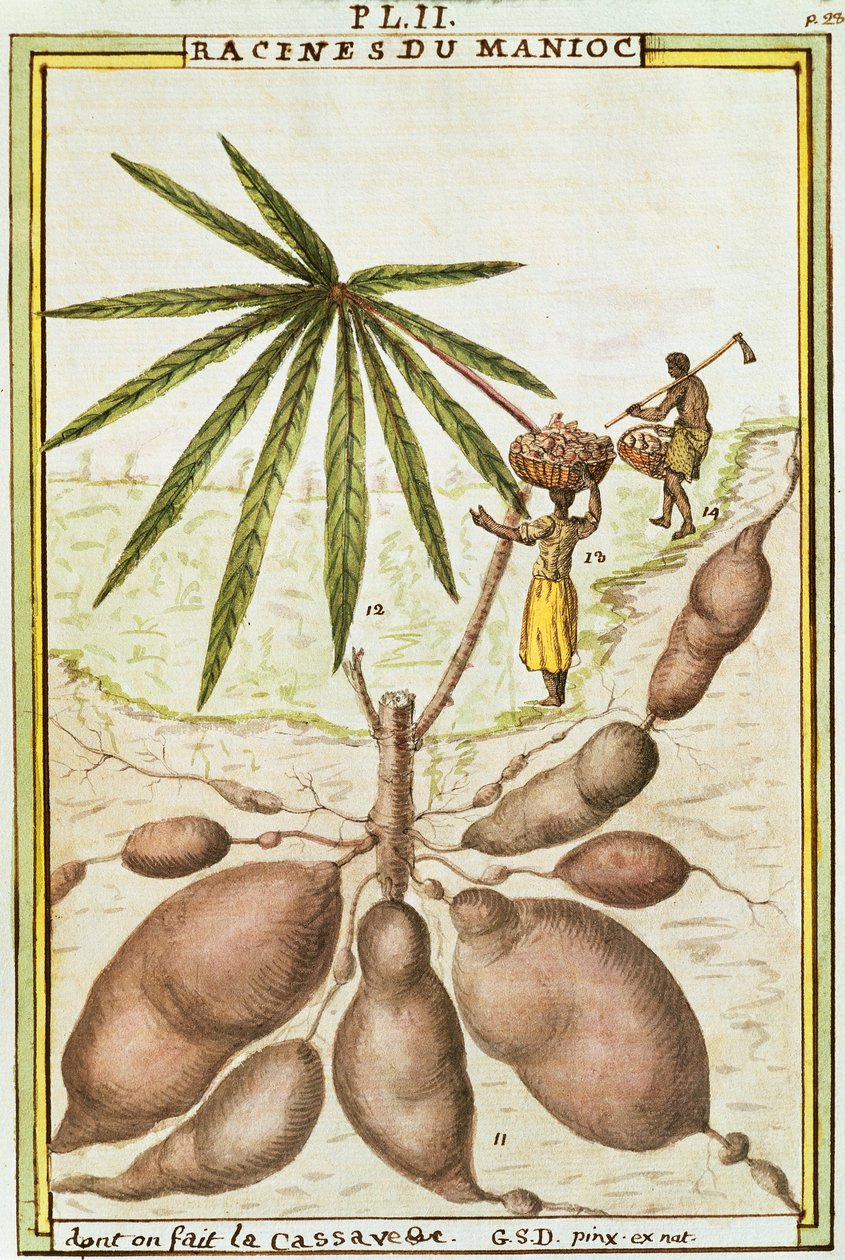 جذور الكسافا أو المنيهوت (Manihot esculenta) تُستخدم لصنع خبز الكسافا ، بالألوان المائية بواسطة Delahaye بواسطة ديلاهاي ديلاهاي