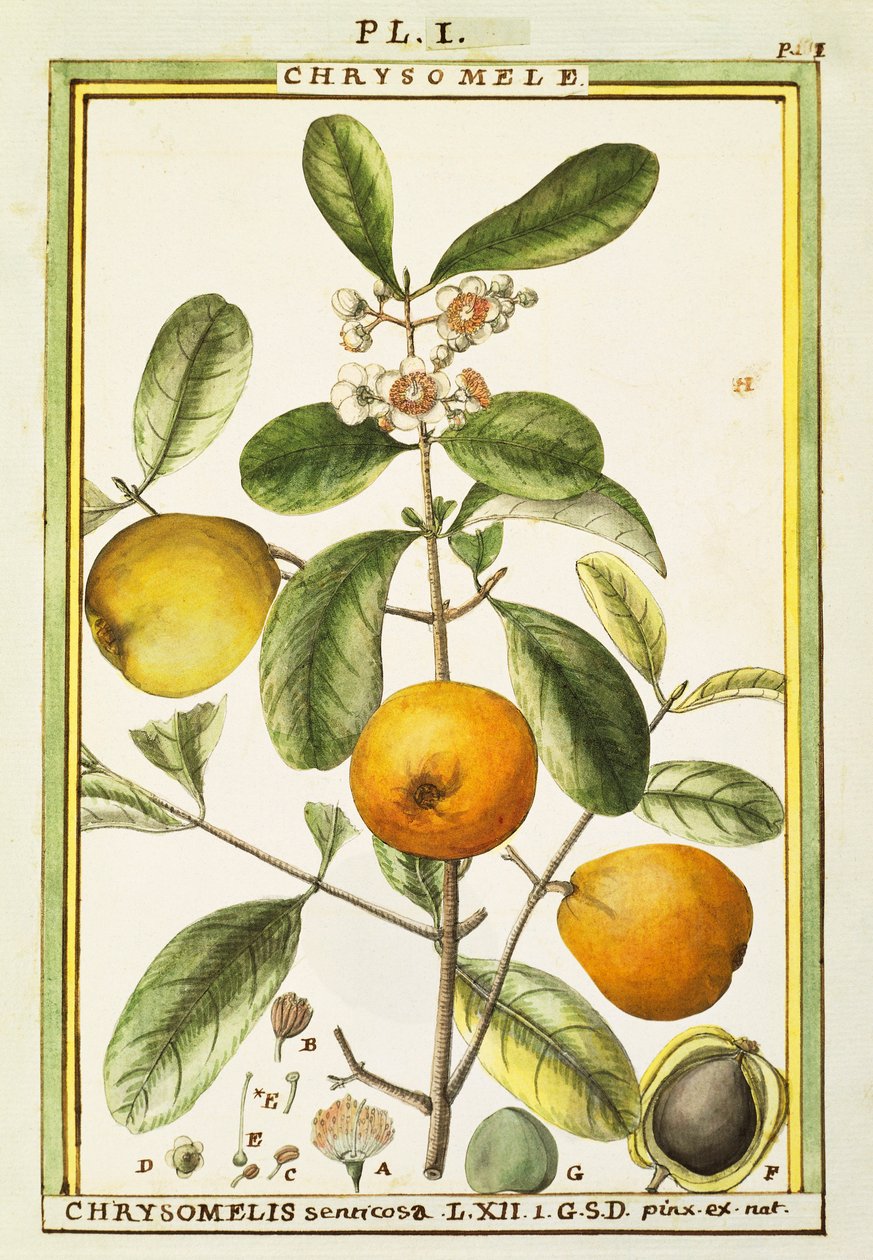 Chrysomele (Chrysomelis senticosa) ، ألوان مائية من Delahaye بواسطة ديلاهاي ديلاهاي