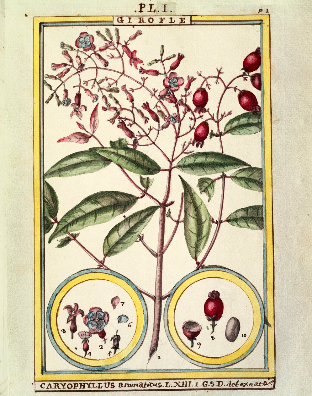 القرنفل (Caryophyllus Aromaticus) ، ألوان مائية من Delahaye بواسطة ديلاهاي ديلاهاي