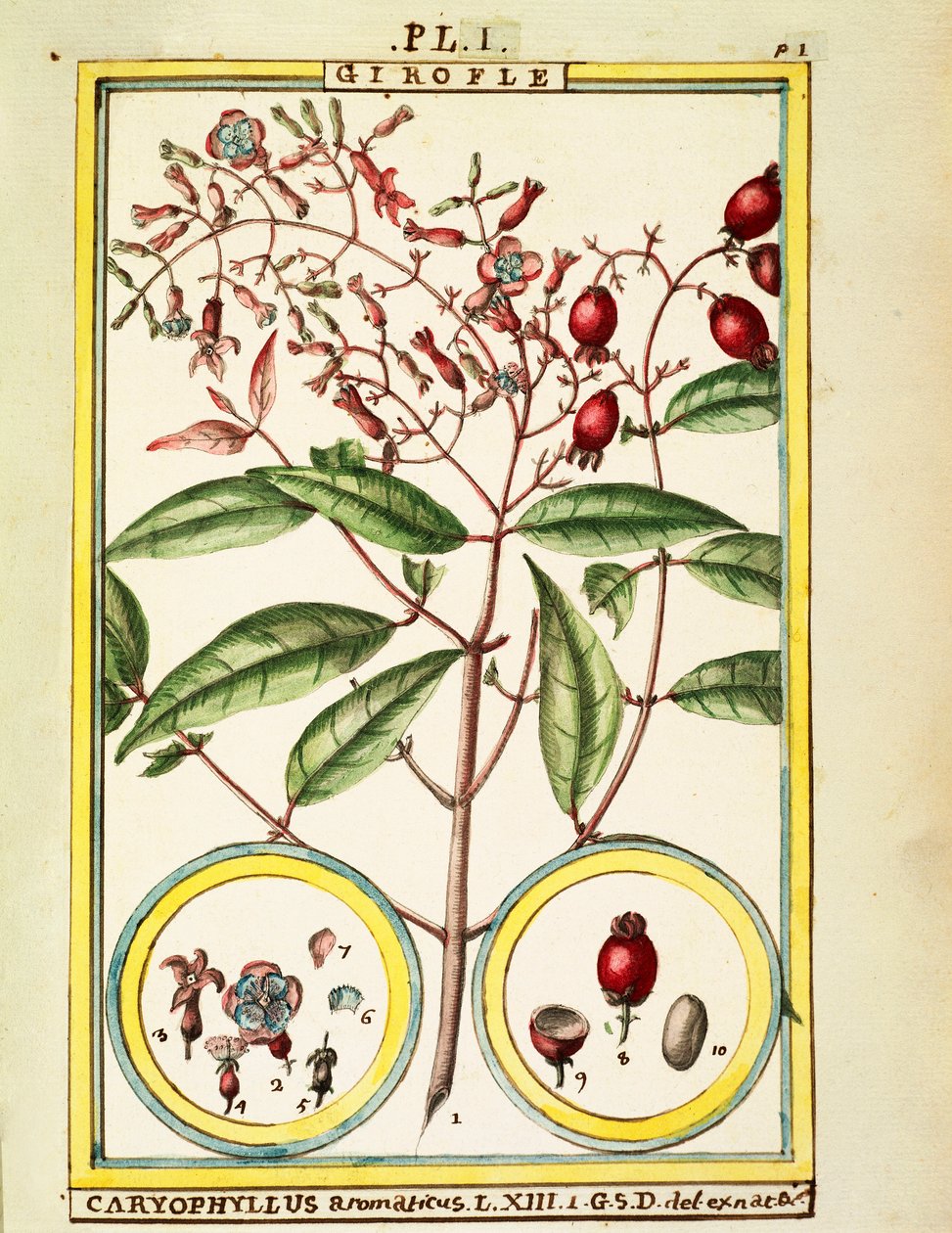 القرنفل (Caryophyllus Aromaticus) ، ألوان مائية من Delahaye بواسطة ديلاهاي ديلاهاي