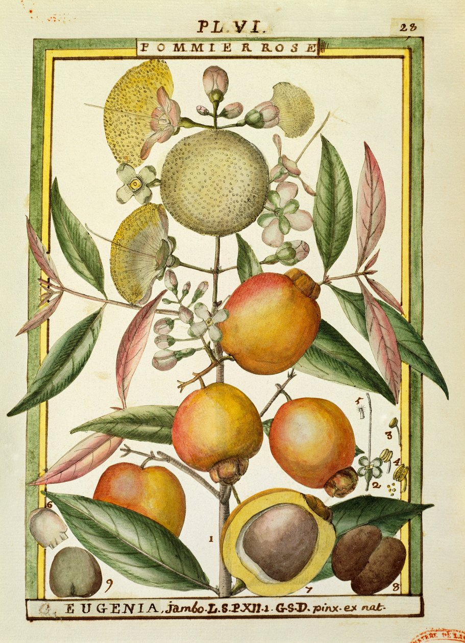 Malabar Plum or Rose apple (Eugenia Jambos or Syzygium Jambos) ، ألوان مائية من Delahaye بواسطة ديلاهاي ديلاهاي