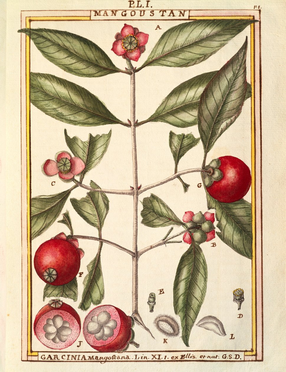 Mangosteen (Garcinia mangostana) ، لوحة مائية من Delahaye بواسطة ديلاهاي ديلاهاي