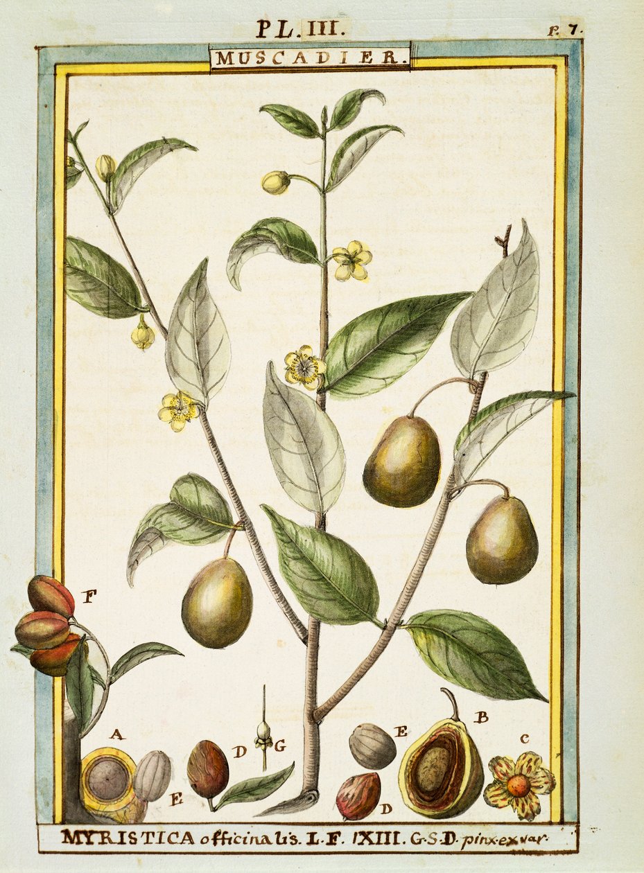 جوزة الطيب (Myristica fragrans أو officinalis) ، ألوان مائية بواسطة Delahaye بواسطة ديلاهاي ديلاهاي