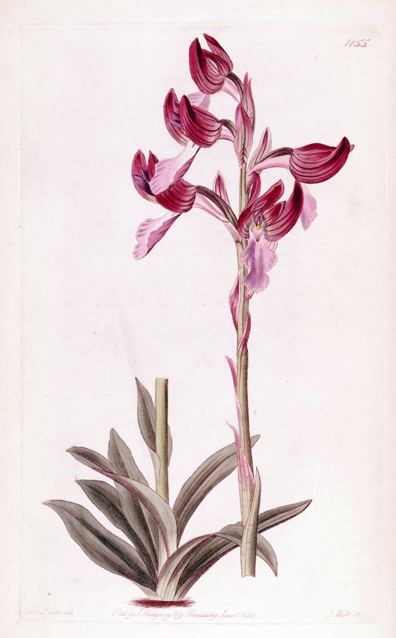 رسم توضيحي لمرض بابيلوناسيا Anacamptis بواسطة مصمم