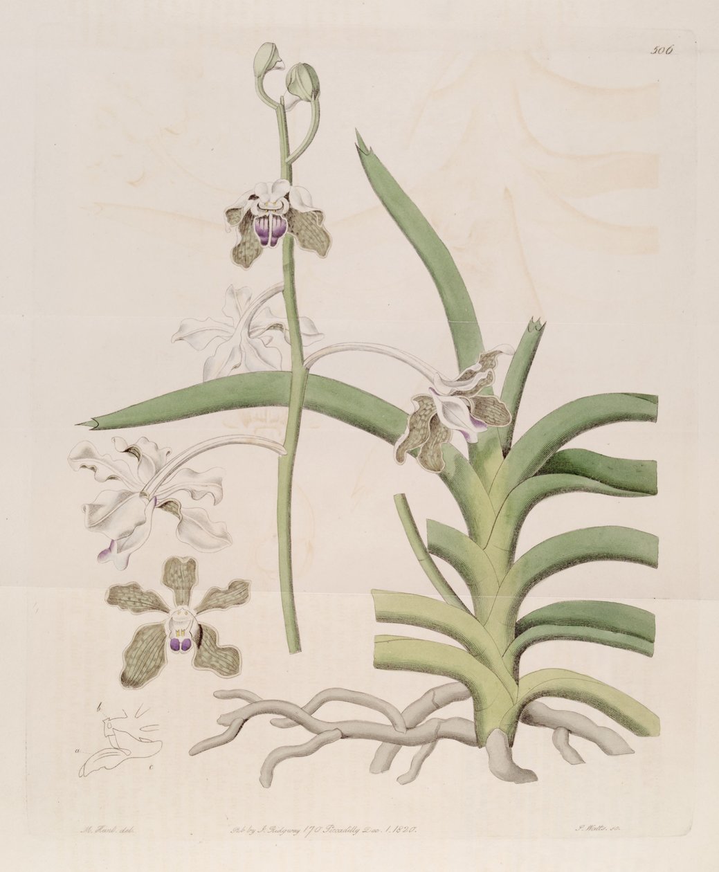 رسم توضيحي لـ Vanda tessellata (مثل syn. Vanda roxburghii) بواسطة مصمم