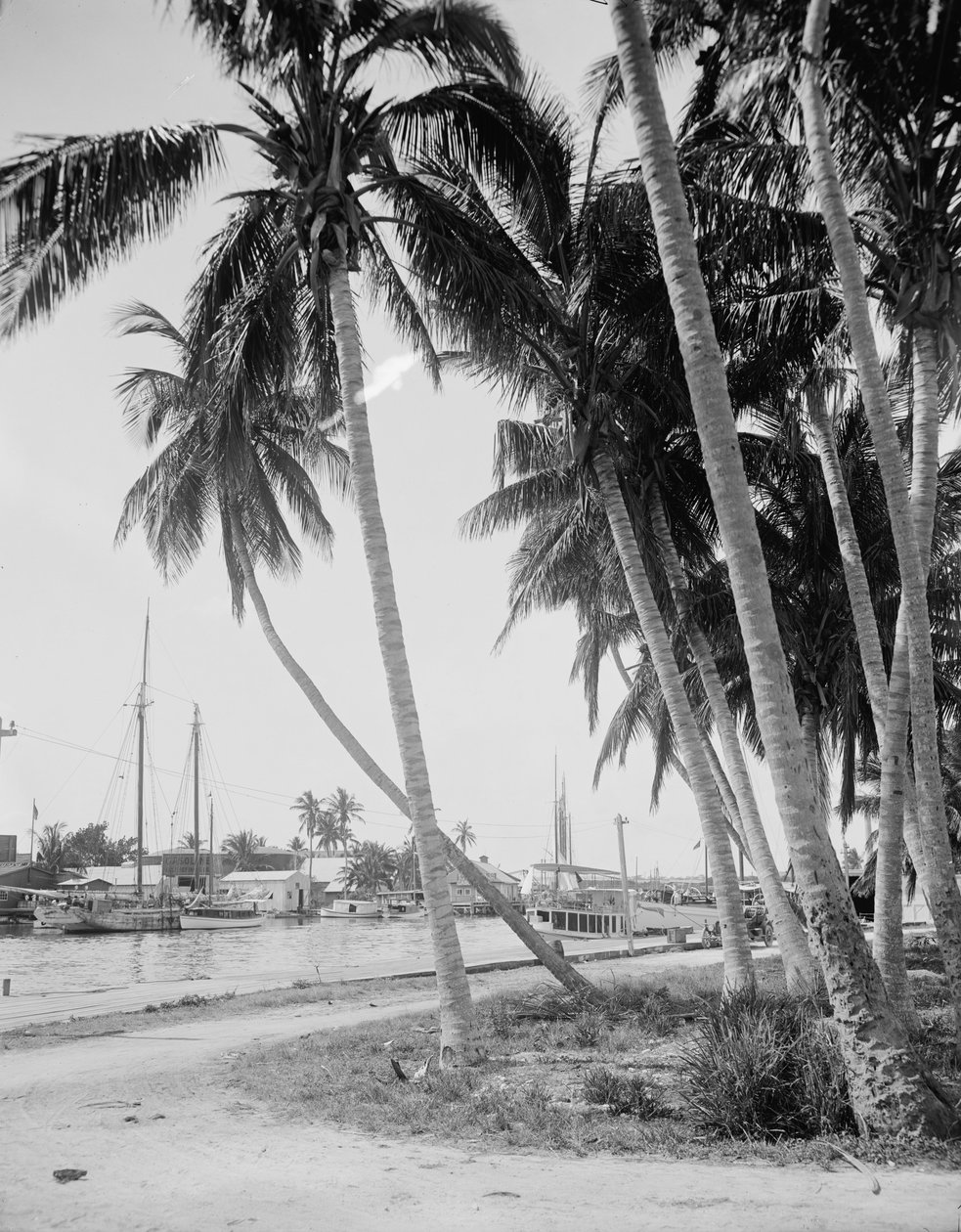 أشجار جوز الهند على طول الأحواض ، ميامي ، فلوريدا ، c.1900-15 بواسطة شركة ديترويت للنشر