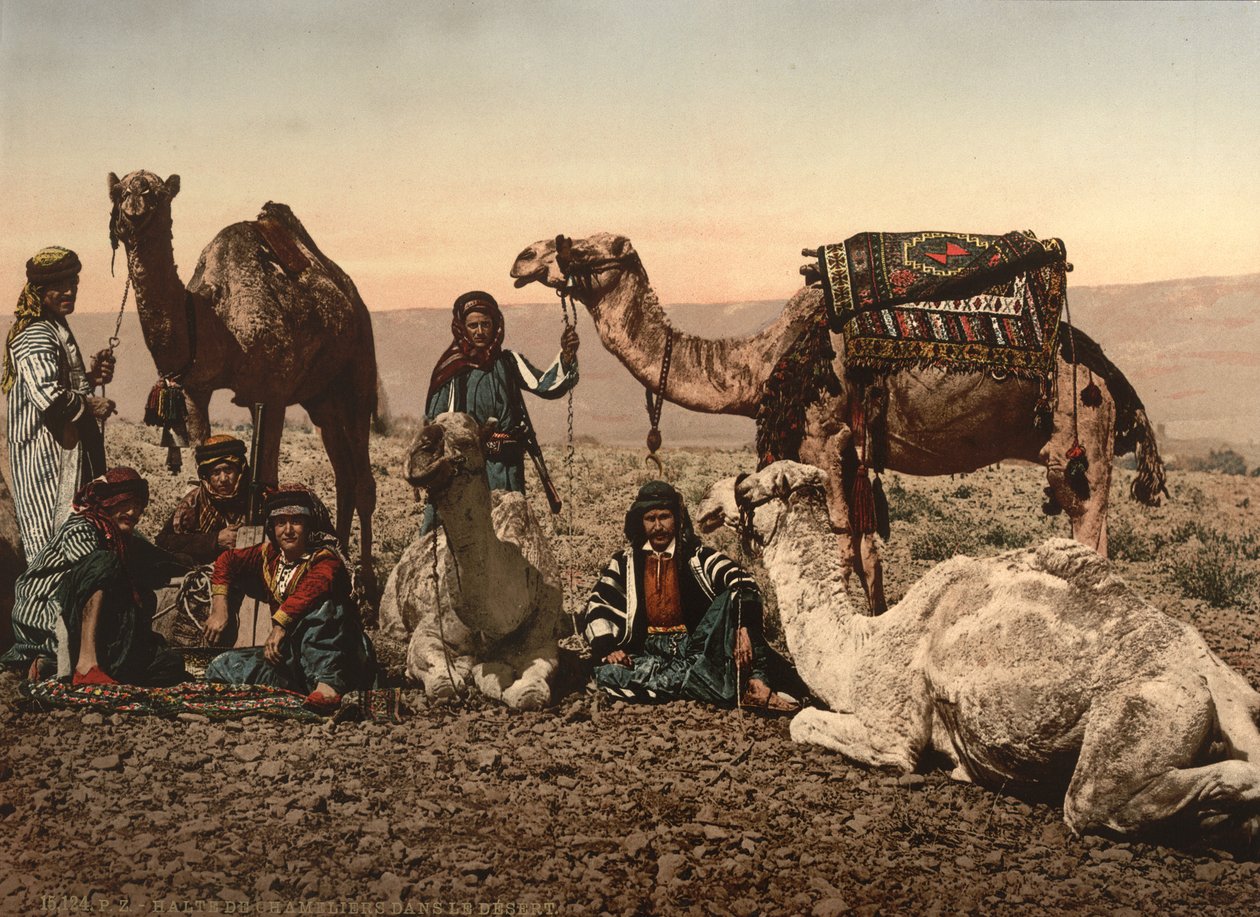 الجمال تتوقف في الصحراء ، الأرض المقدسة ، حوالي عام 1890 (طباعة ضوئية ميكانيكية) بواسطة شركة ديترويت للتصوير