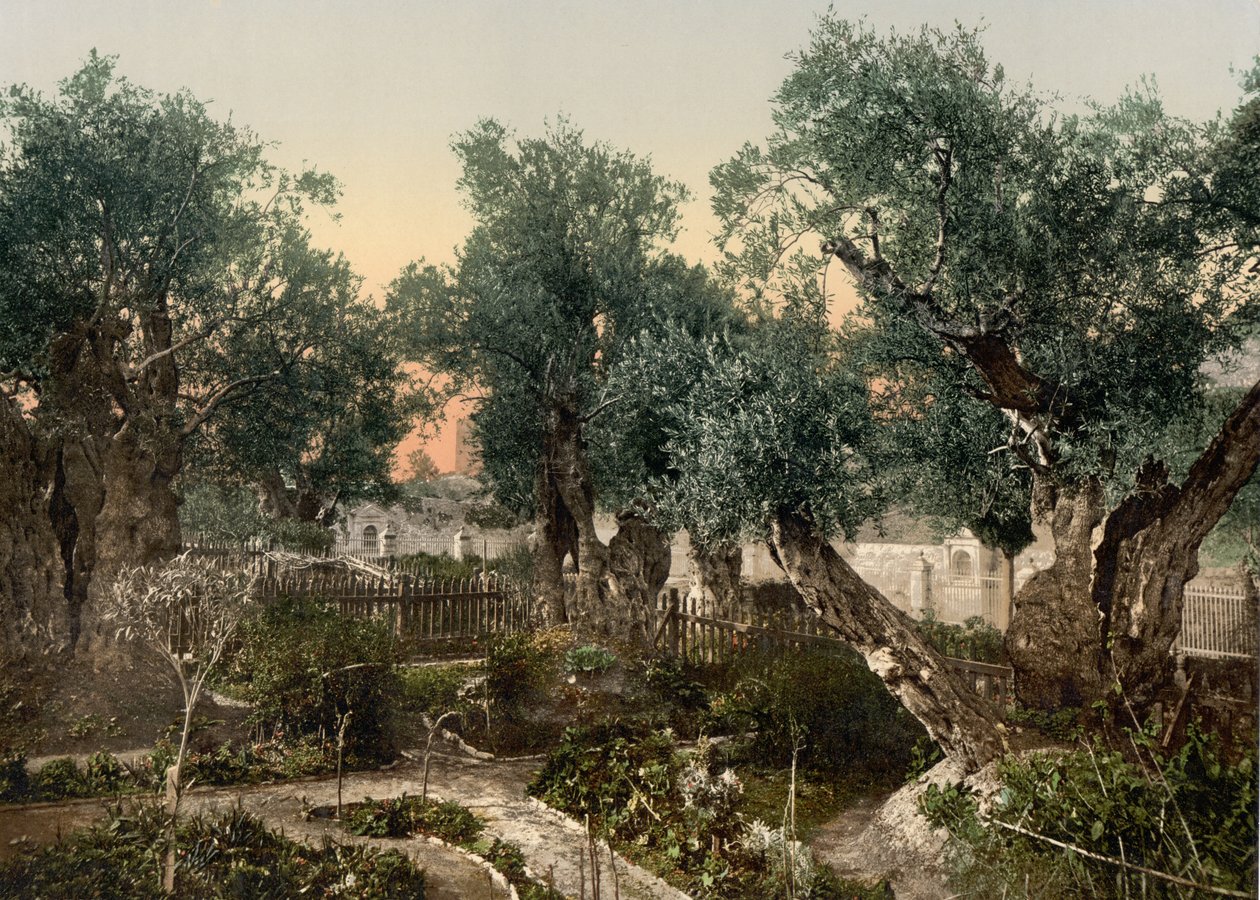 حديقة الجثسيماني ، القدس ، الأرض المقدسة ، حوالي عام 1890 - عام 1900 (طبعة ضوئية) بواسطة شركة ديترويت للتصوير