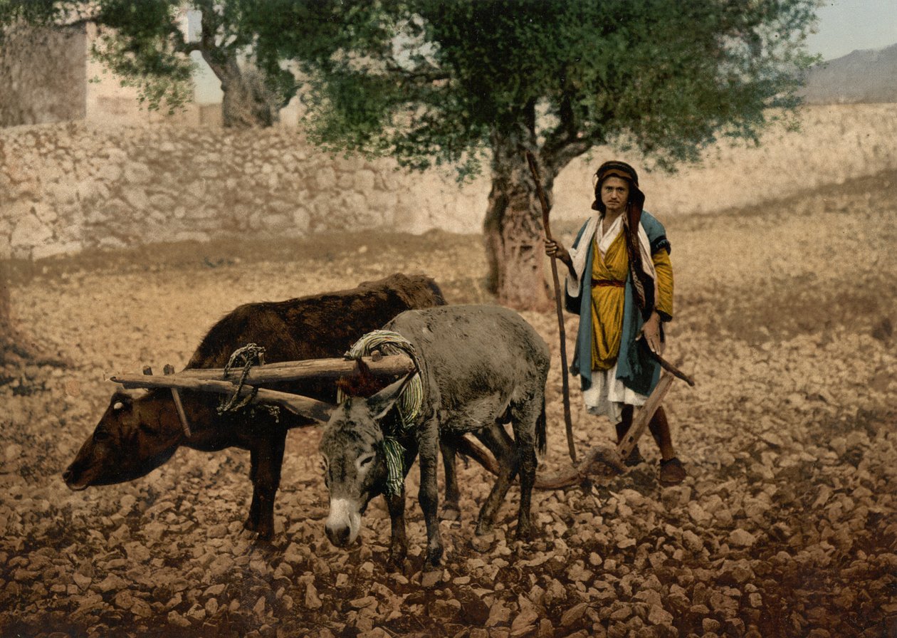 مواطن فلسطيني يعمل مع ثور وحمار ، الأرض المقدسة ، حوالي عام 1890 - عام 1900 (طباعة ضوئية) بواسطة شركة ديترويت للتصوير