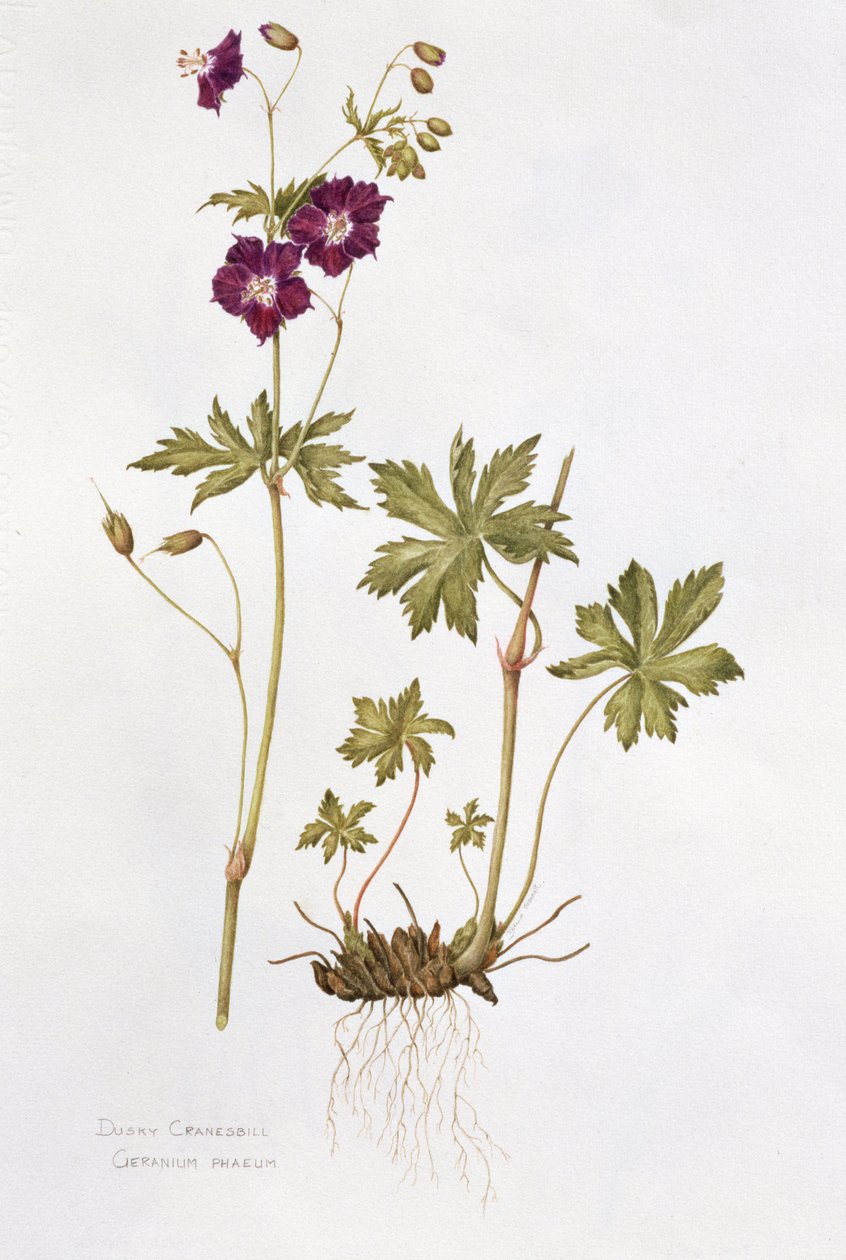 Dusky Cranesbill (مرحاض على ورق) بواسطة ديانا إيفريت