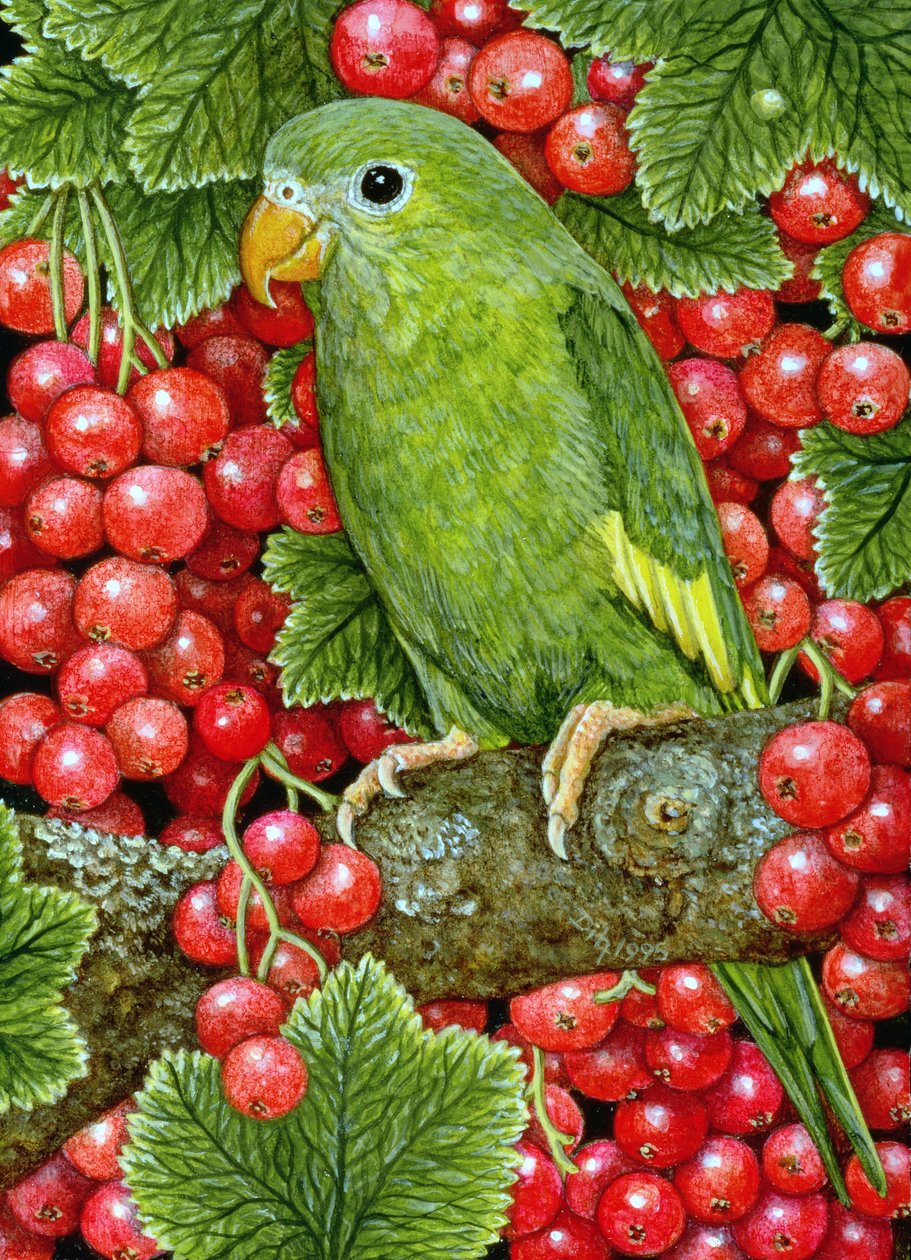 Redcurrant-Parakeet ، 1995 (أكريليك على لوح) بواسطة ديتز