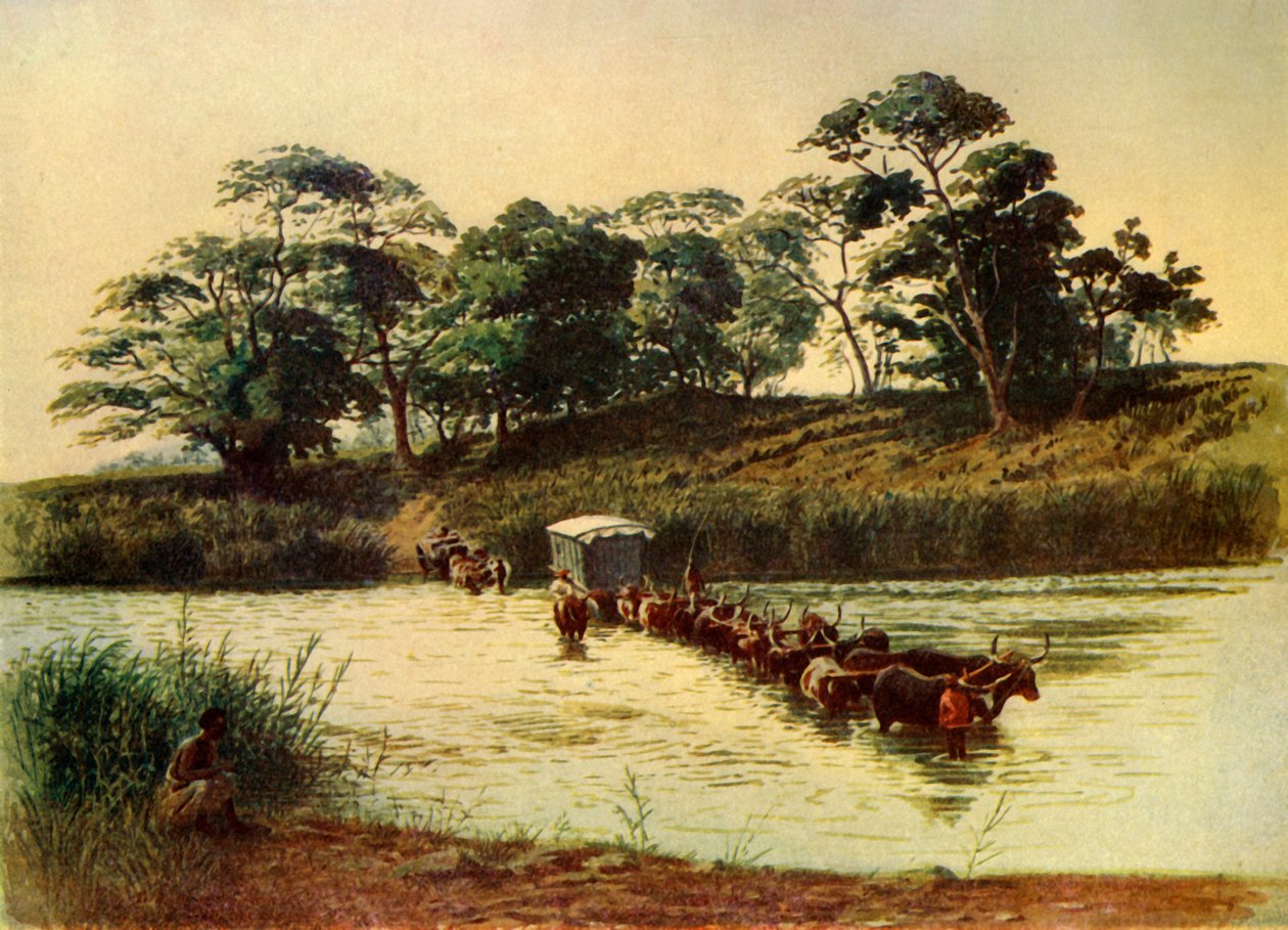 "Bullock Waggon Crossing a Drift on the Umbelois River-Swaziland" ، 1902. بواسطة دونالد مكراكين