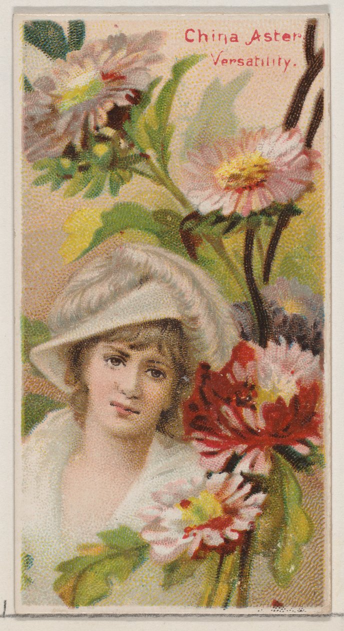 China Aster: براعة ، من سلسلة الأزهار الجميلة ولغة الزهور N75 ... ، 1892. بواسطة دونالدسون براذرز