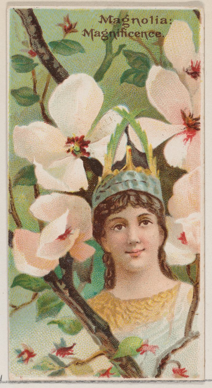 Magnolia: Magnificence ، من سلسلة الأزهار الجميلة ولغة الزهور N75 لـ ... ، 1892. بواسطة دونالدسون براذرز