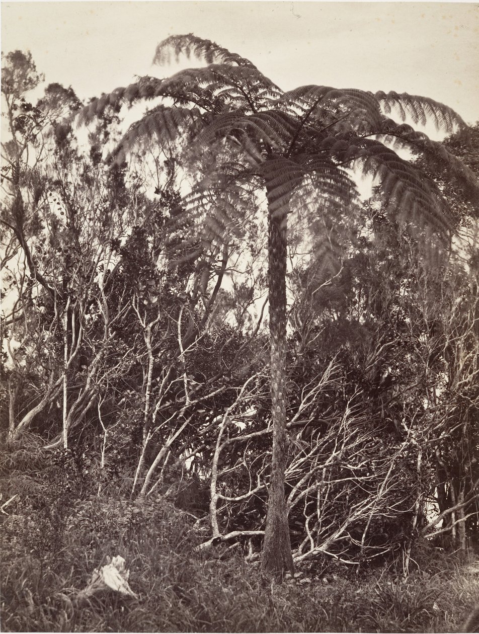 شجرة السرخس 1863. بواسطة ديزيريه شارناي