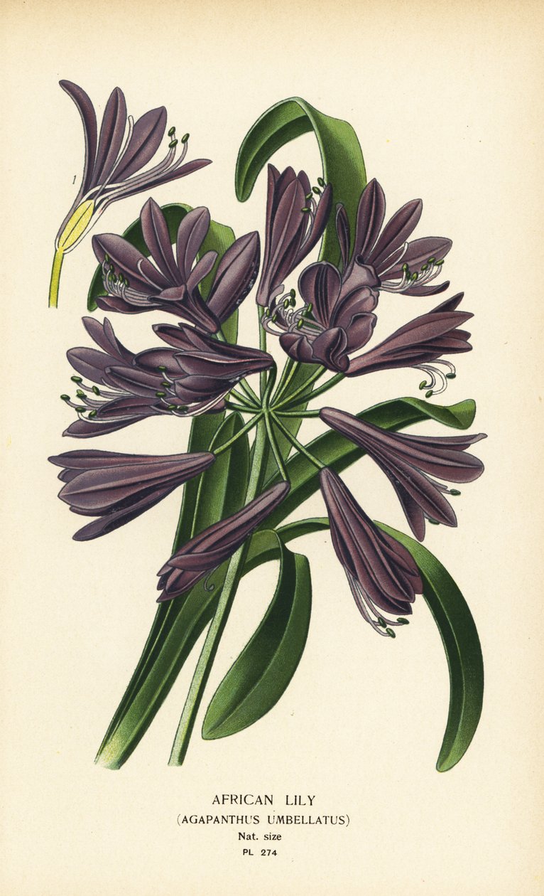 الزنبق الأفريقي ، Agapanthus africanus (Agapanthus umbellatus). الطباعة الحجرية الملونة من رسم توضيحي رسمه Desire Bois من زهور الحدائق والدفيئة المفضلة لإدوارد ستيب ، فريدريك وارن ، لندن بواسطة الرغبة جورج جان ماري بوا