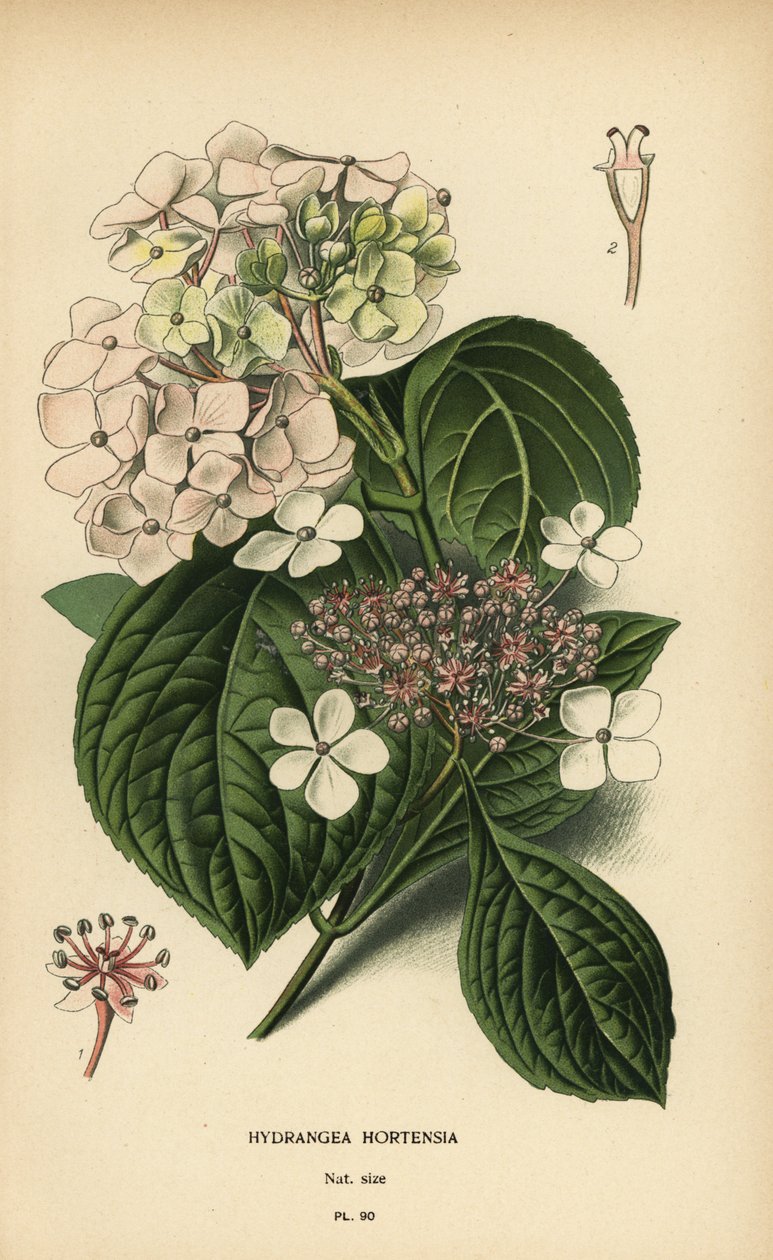 Bigleaf الكوبية ، الكوبية macrophylla. بواسطة الرغبة جورج جان ماري بوا