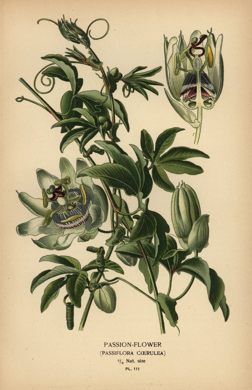 زهرة العاطفة الزرقاء ، Passiflora caerulea. بواسطة الرغبة جورج جان ماري بوا