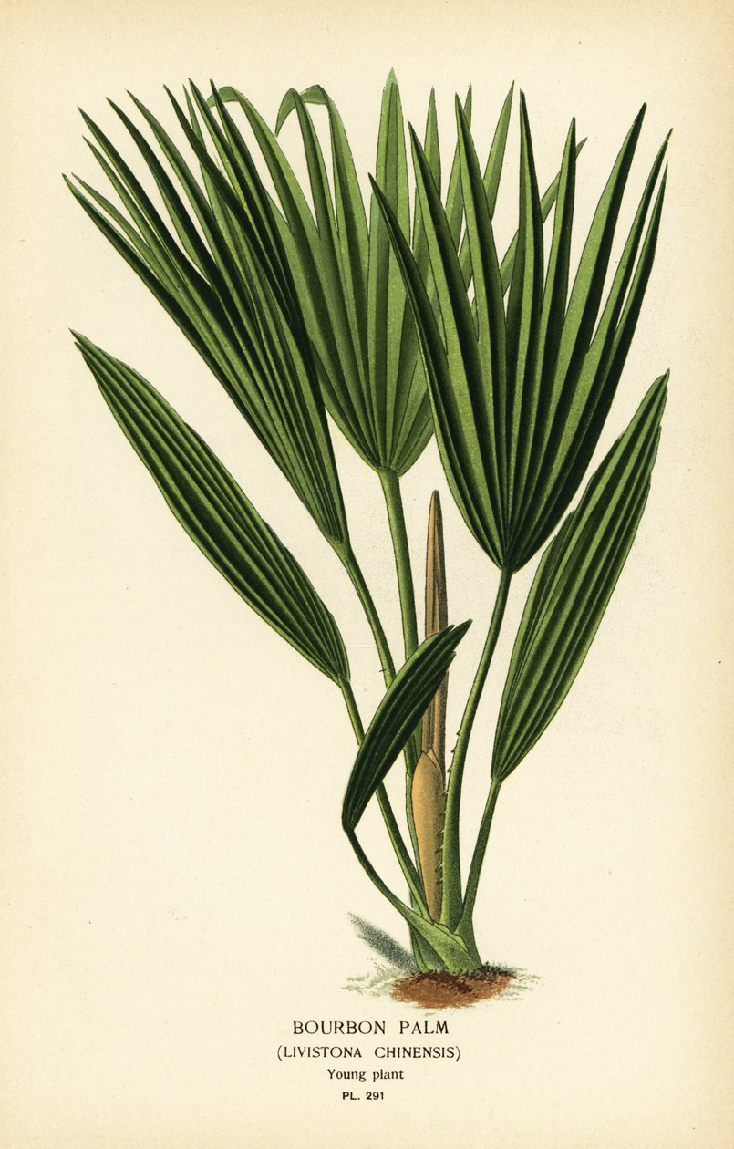 نخيل بوربون أو نخيل المروحة الصينية ، Livistona chinensis. الطباعة الحجرية الملونة من رسم توضيحي رسمه Desire Bois من زهور الحدائق والدفيئة المفضلة لإدوارد ستيب ، فريدريك وارن ، لندن بواسطة الرغبة جورج جان ماري بوا